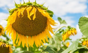 Купить семена подсолнечника гибрид Форвард